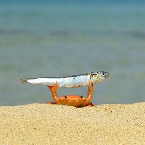 Meet your Posher, Braden